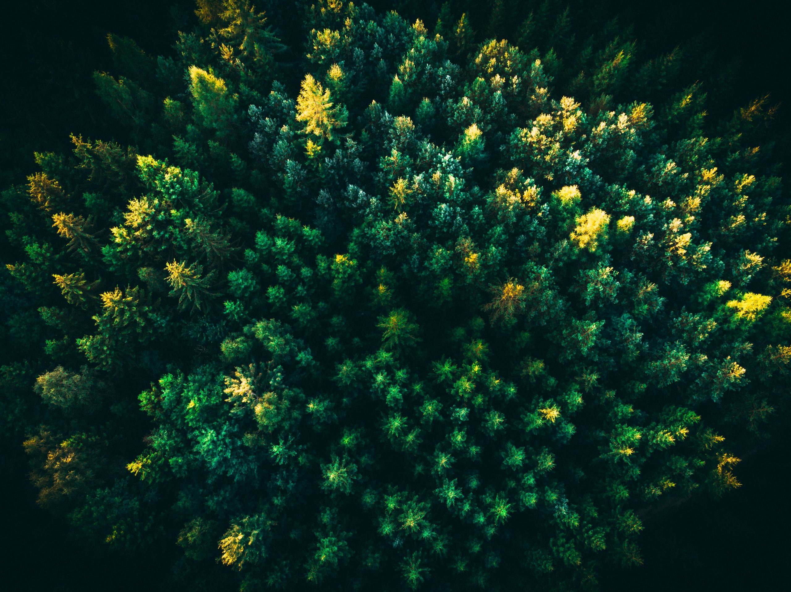 lukas-blaskevicius-UV2vUi-BADQ-unsplash